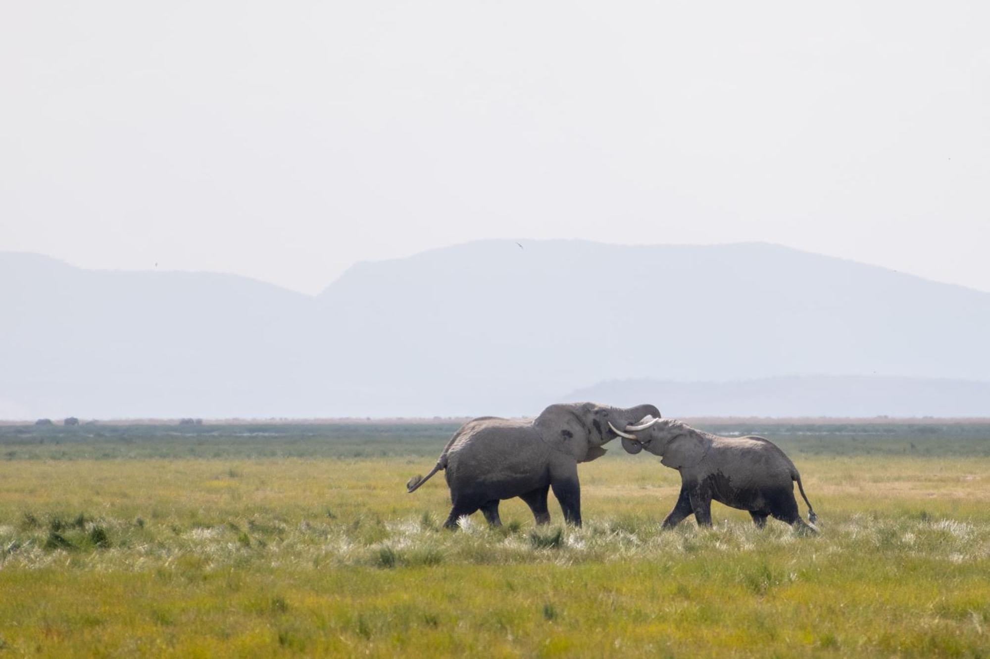 Hotel Little Amanya Camp Amboseli Zewnętrze zdjęcie